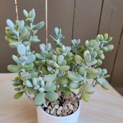 turtle vine succulent Turtle Vine 4in – Blossom + Branch Houseplants main image 1