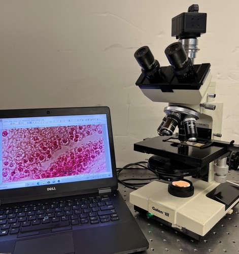 Bausch and Lomb Cambridge Leica Galen 3 Trinoc Phase Contrast Microscope - Picture 9 of 22