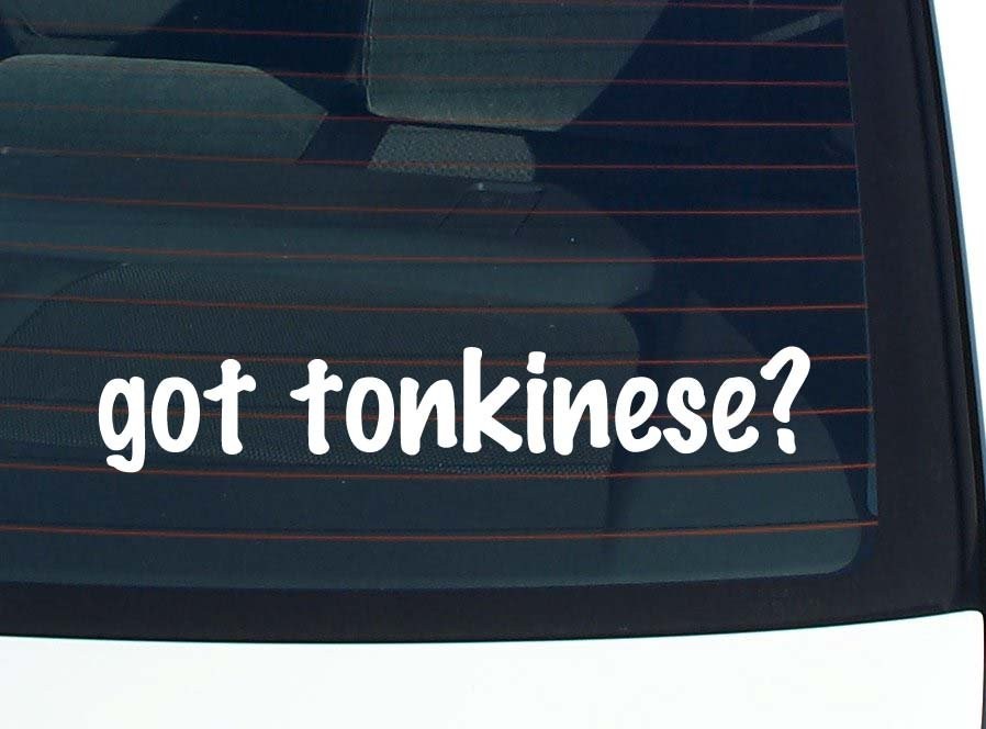 Got Tonkinese Cat Lover Car Decal Bumper Sticker Vinyl Window Joke