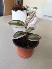 Inch Plant  With Inner Plant Pot