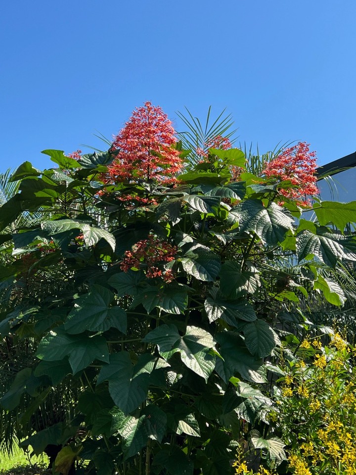 Pagoda Flower (Clerodendrum Paniculatum ) well rooted in 4