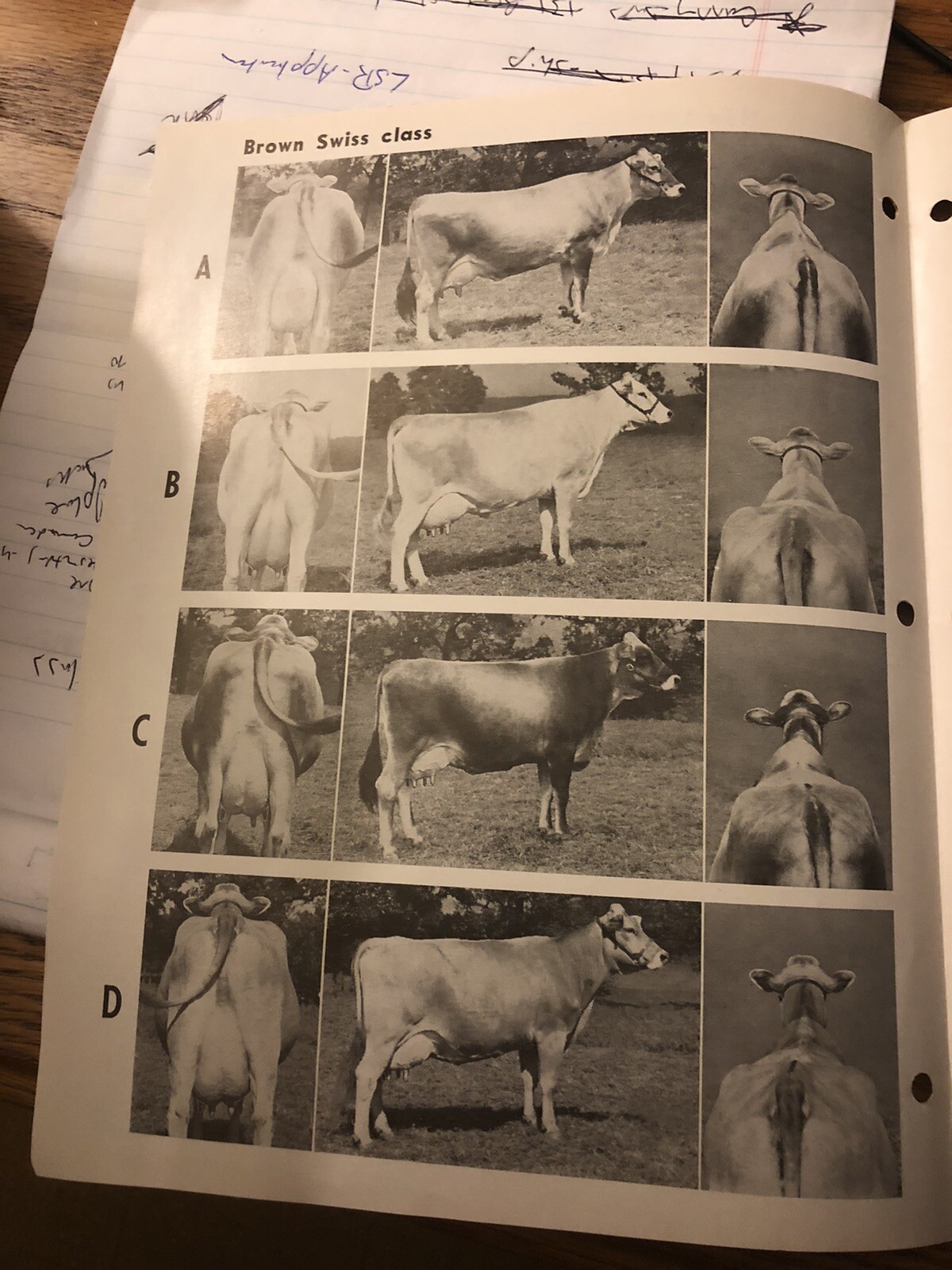 Vintage Dairy 4H Contest Hoards Dairyman Cow Judging Contest Kansas