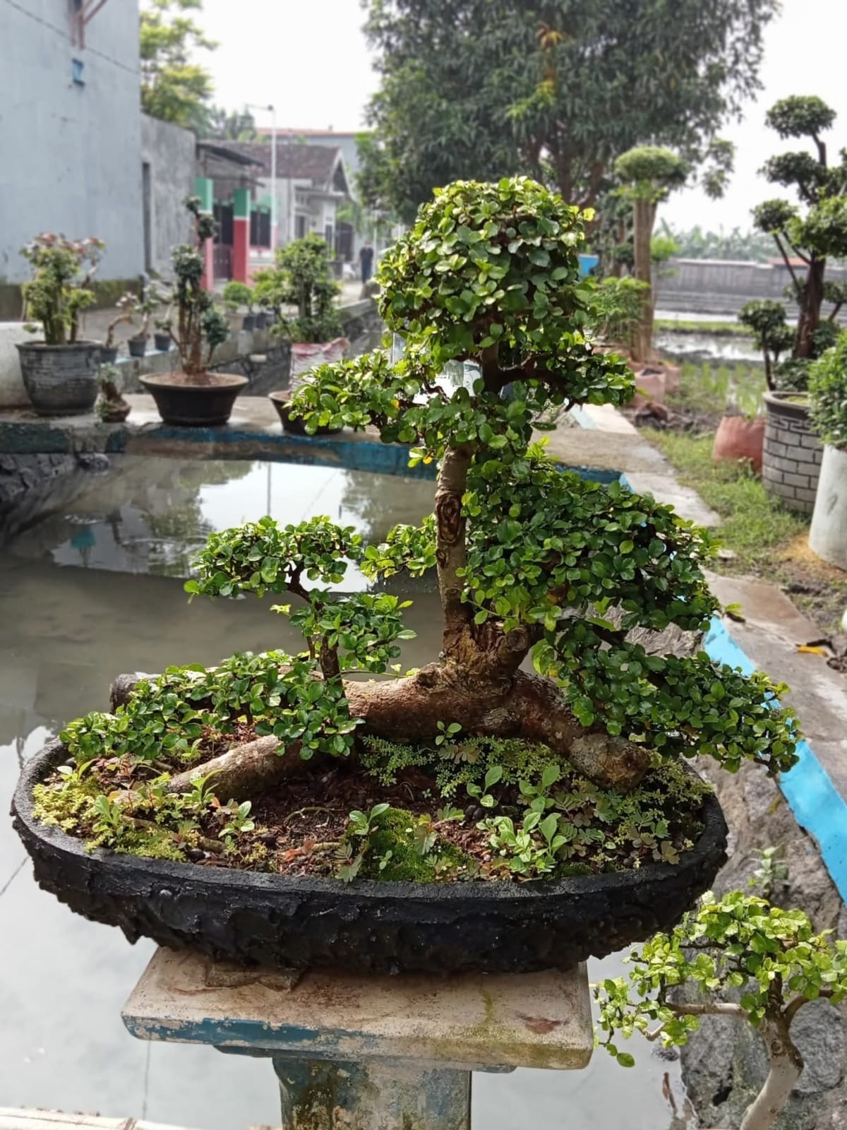 Bonsai Streblus asper raff style contest actual plant