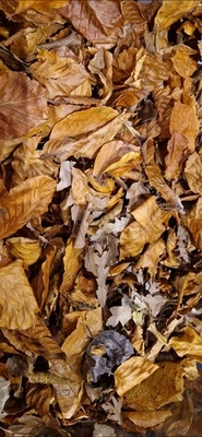 ALL THINGS NATURE 2Ltr Bioactive Leaves only *NEW* leaf litter Oak Mix. Insect Reptile Spider