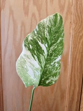 Monstera Albo Variegated Cutting