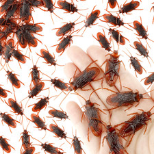 50-100 Fake Roaches Prank Realistic Fake Cockroaches Toy Creepy Bugs Prank Gag