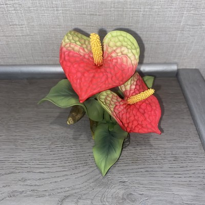 Anthurium--  Andrea   VERY RARE