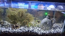 JAVA MOSS LIVE AQUATIC Nestling Plant Refuge Aquascaping... 2 Oz