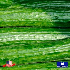 25 Muncher Cucumber Fresh Seeds Non-GMO Heirloom Vegetable