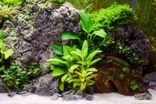 [B3G1FREE] Staurogyne Repens - Live Aquarium Plant
