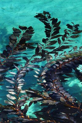 Giant Algae Growing In A Sheltered Bay In The Water Wall Art Home - POSTER 20x30