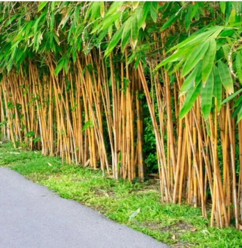100 PLUS Golden bamboo seeds (Phyllostachys Aurea)