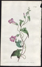 1799 Curtis Botanical Magazine Antique Print Climbing Maurandya #460