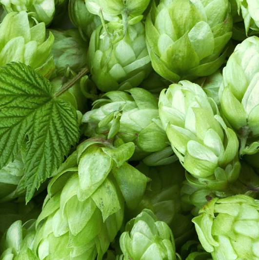 Wild Hops Beer at Emma Ake blog