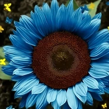 50PCs/Pack Midnight Oil Blue Sunflower Seeds Plants Garden Planting Colorful
