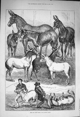 Original alter antiker Druck 1875 Maultier Esel Schau Kristall Palast Percy Maquoid