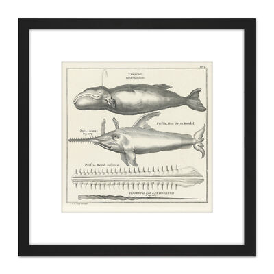 Spyck Pottwal Sägefisch Natur Studie Zeichnung Quadrat gerahmte Wandkunst 8 x 8 Zoll