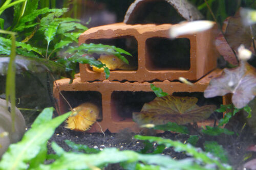5x Cueva para L-Welse, bagre de antena, entre otros peces, cría + escondite, decoración de acuario - Imagen 2 de 12
