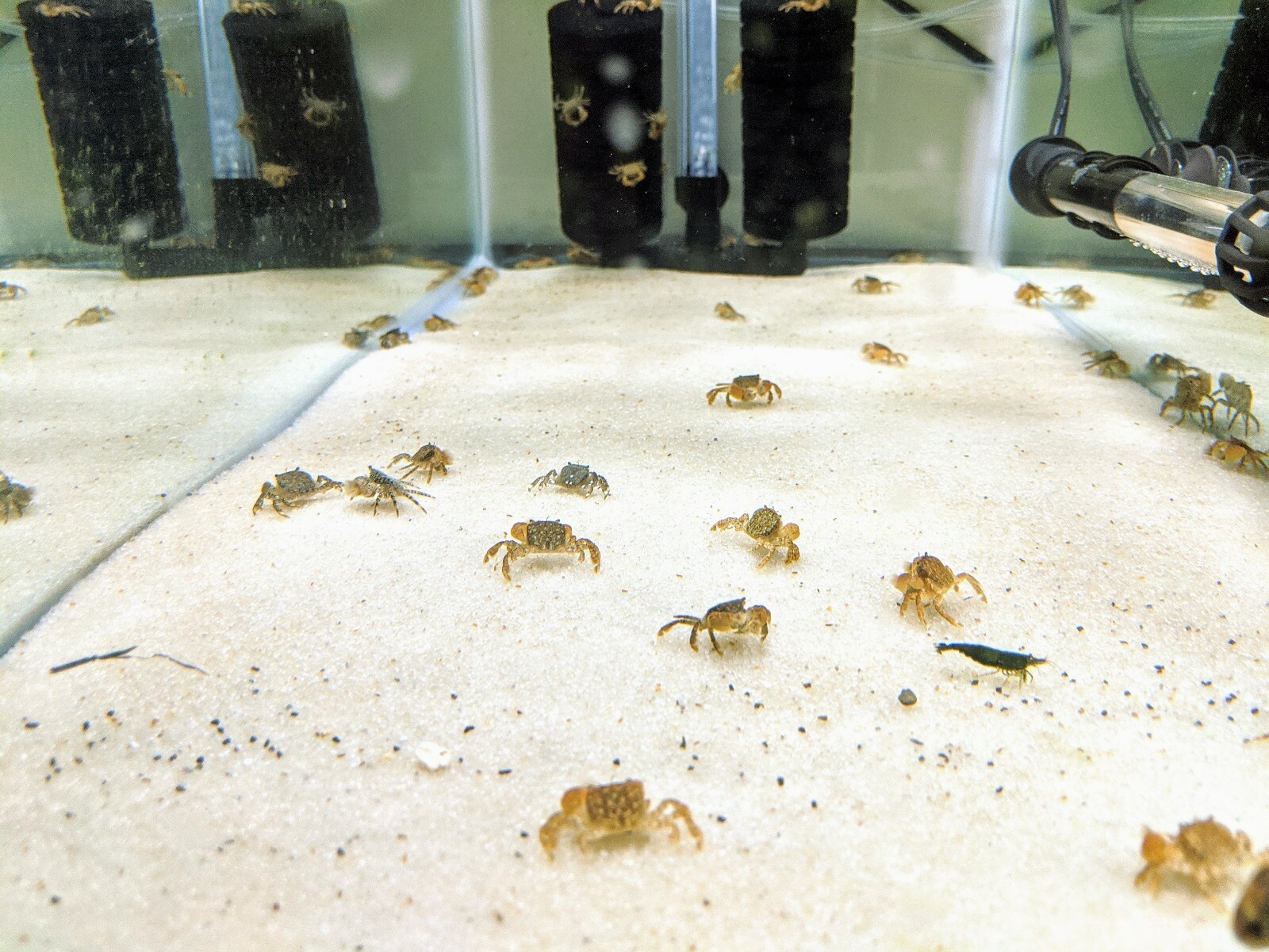 Kupit Freshwater Pom Pom Crab Ptychognathus Barbatus Shrimpy Business Na Aukcion Iz Ameriki S Dostavkoj V Rossiyu Ukrainu Kazahstan