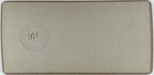 Panama Canal Zone.Species of Rubber Tree.Scars from Cuting.Photo Stereo Keystone - Picture 2 of 2