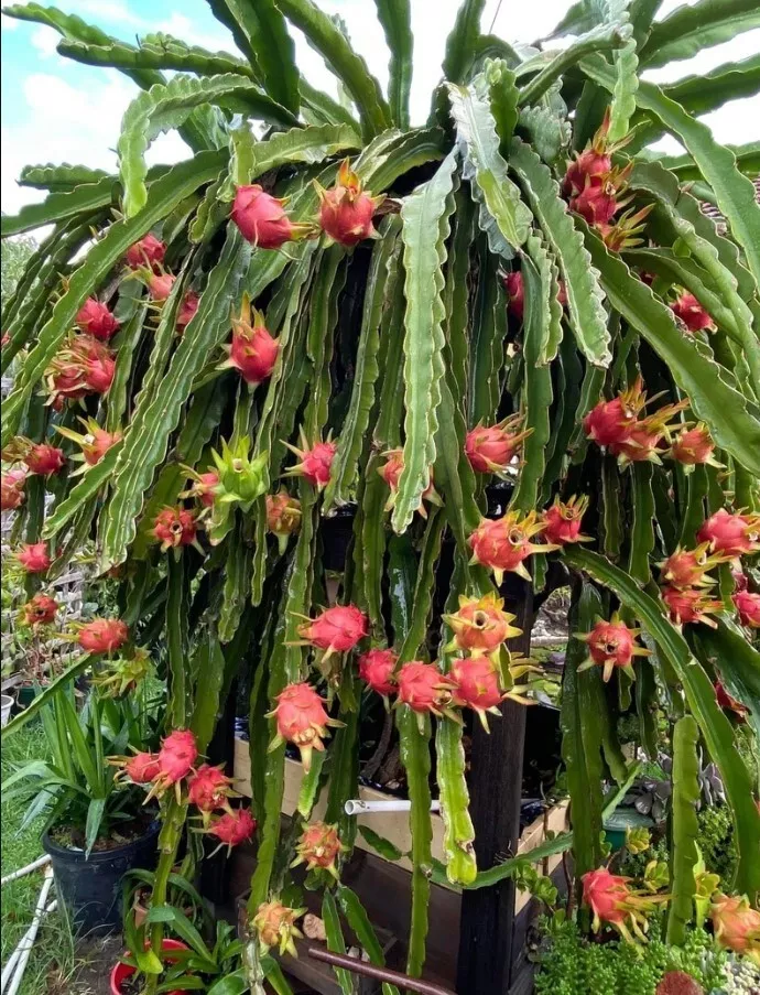 Dragon Fruit  Little Trees