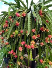 Dragon Fruit - 'Edgar's Baby - (HYLOCEREUS HYBRID)