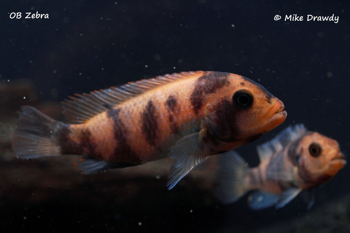 OB Red Zebra Cichlid (Metriaclima estherae) Lake Malawi