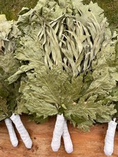 12 Oak  Eucalyptus brooms sauna banya venik whisks eco 2025 Ukrainian