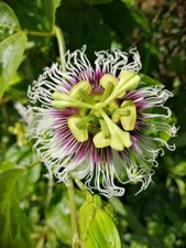 25 graines BIO GRENADILLES JAUNES 100% NATUREL Congo RDC