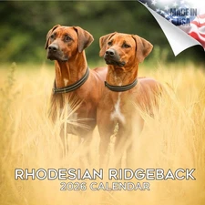 2025 2026 Rhodesian Ridgeback Calendar - Dog Breed Monthly Wall Calendar - 12...