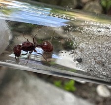 Pogonomyrmex Badius Florida Harvester ant queen