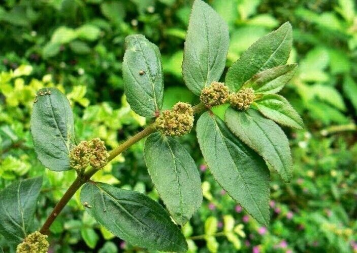 Euphorbia Hirta Pilulifera Hairy Spurge Are Tanah Dried plant Ceylon Eco  Organic