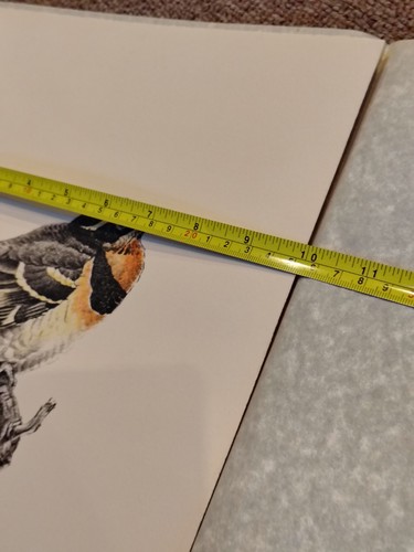 Vintage Print VARIED THRUSH Bird LOVERS JAMES FENWICK Lansdowne mint SIGNED - Afbeelding 9 van 9