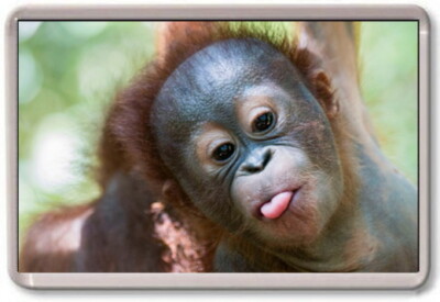 Fridge Magnet Baby Orangutan Large Cute Nature Wildlife Amazon Ebay Fridge Magnet Baby Orangutan Large Cute Nature Wildlife Amazon Ebay