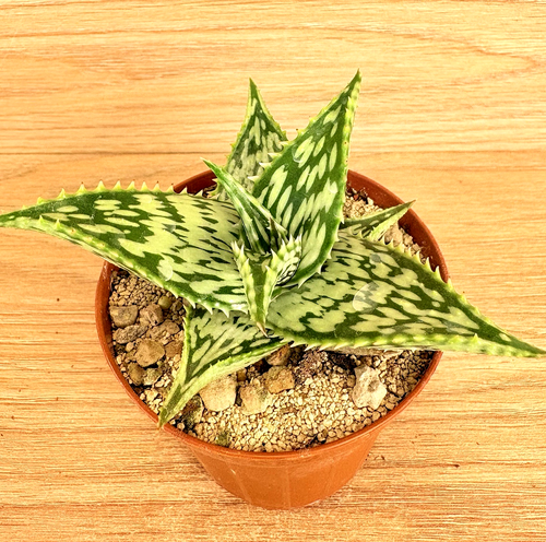Aloe somaliensis , pot 8 cm (Cod. W106) - Picture 5 of 6