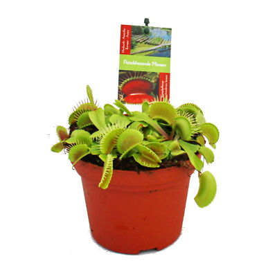 Exotenherz - Venusfliegenfalle - Dionaea muscipula -12cm Topf