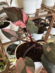 Pink Philodendron | eBay