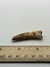 Spinosaurus 2” TOOTH  Teeth Dinosaur Fossil before T Rex Cretaceous F60