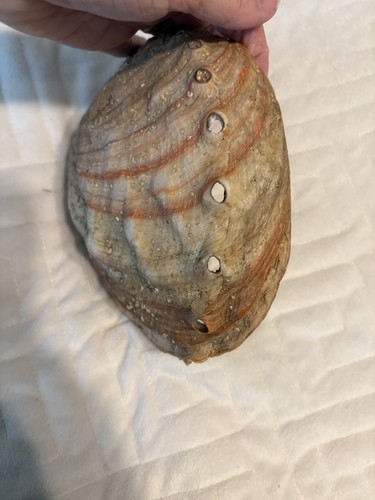 Large 8” X 7” Red Abalone Shell – Natural & Unpolished! Haliotoidea - Picture 5 of 8