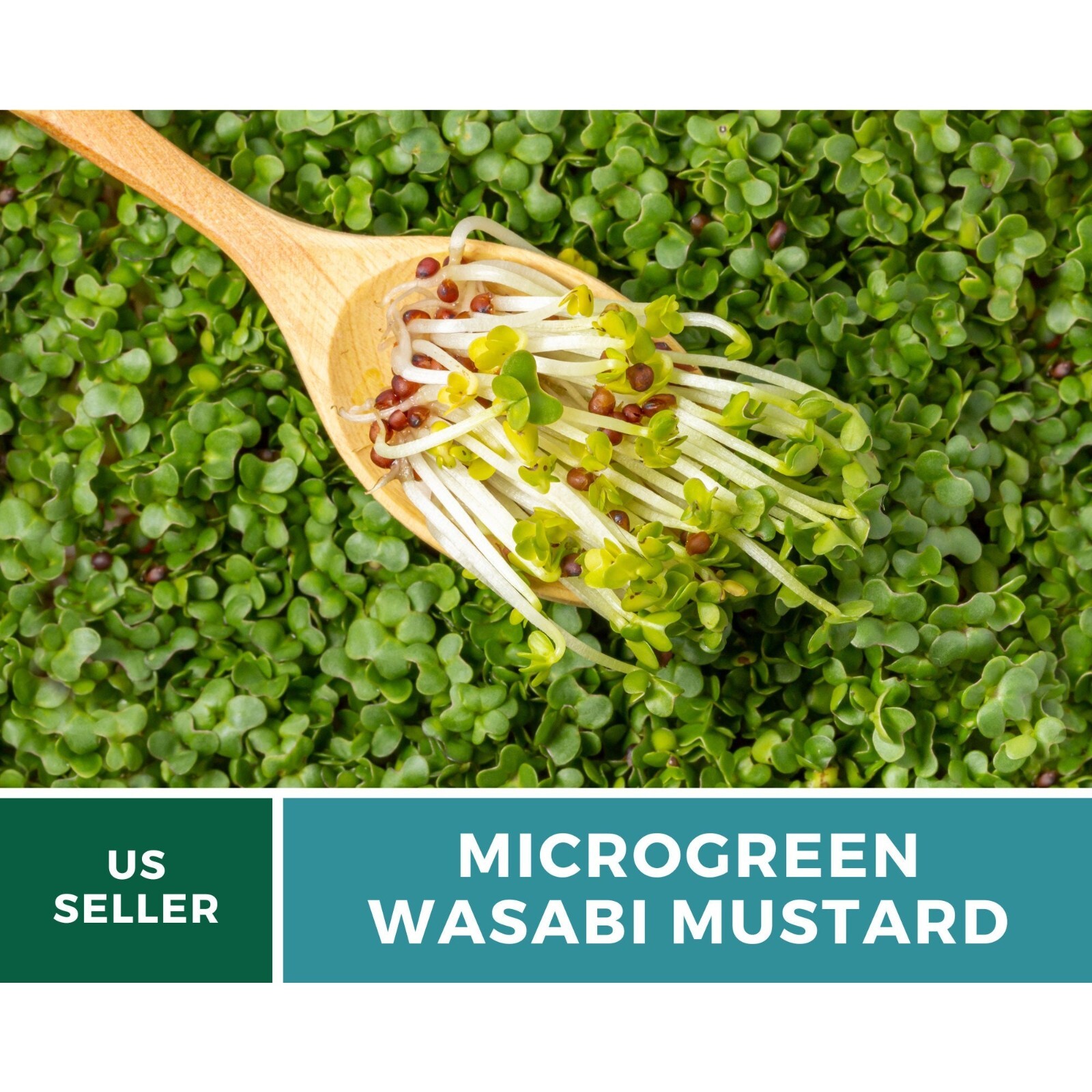 Microgreen, Wasabi Spicy Mustard seeds Intense and Peppery Flavor