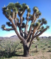 Yucca Brevifolia, Palma da Yucca, Albero di Giosuè - 10 Sementi