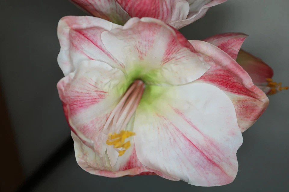 Amaryllis mit 2 Blüten und 1 Knospe, natural touch, künstlich, 68 cm, Weiß-Rosé - Bild 3 von 4