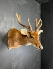 Rusa Deer Taxidermy Shoulder Mount 