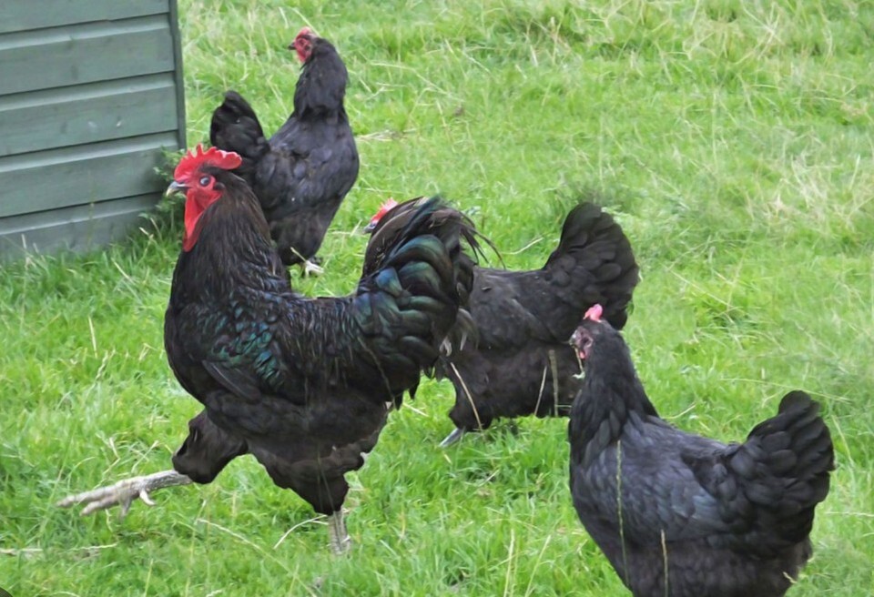 12 Jersey Giant Hatching Eggs eBay