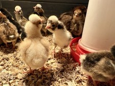 12 Barnyard Mix Chicken Hatching Eggs