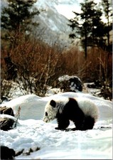 (2145) 2-2-2026 - China - Giant Panda Bear