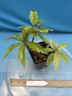 Begonia carolinaefolia Big Rhizome Colorful Shade Easy Care Windowsill 4” Pot