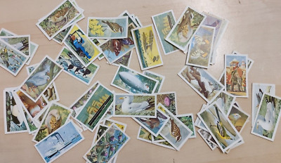 Brooke Bond Tea Cards x64 Birds Nature Travel Transport EX COND ~ FREEPOST UK  