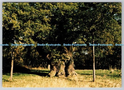 D312375 Nottinghamshire. Sherwood Forest. Major Eiche. Richter. C. 6487. X