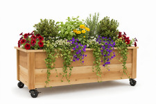 Cedar Raised Garden Bed Planter Box with Caster Wheels – Rolling Wooden Planter
